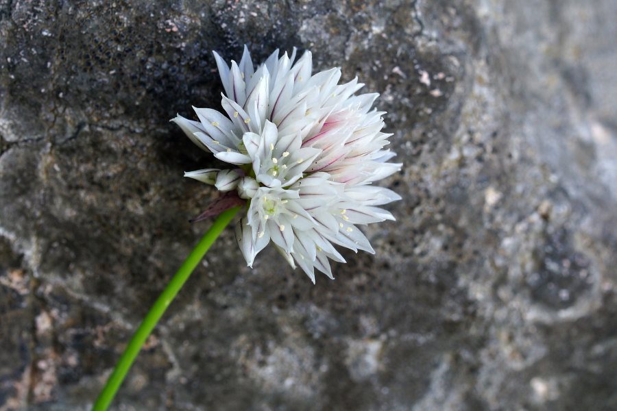 Allium schoenoprasum